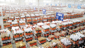 斗南花卉电子交易中心恢复电子拍卖。记者 杜文蕾 摄