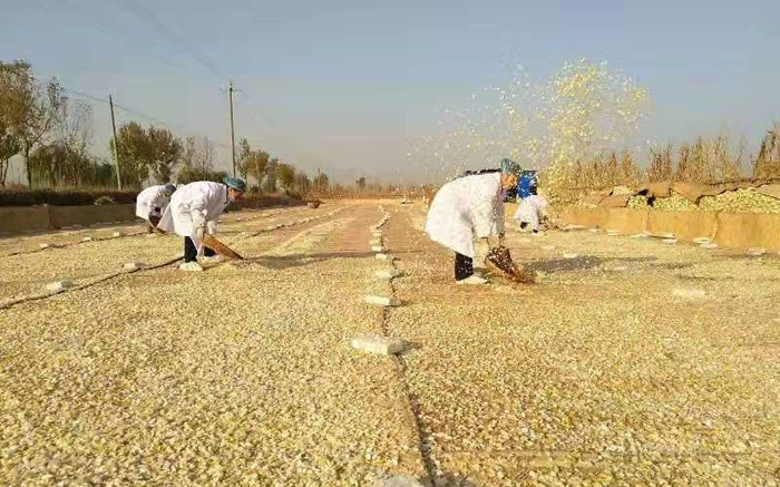 被切好的冬菜原料进行风干晾晒。受访者供图