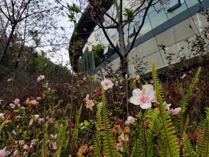 云赏花 | 花开正好时，莫负一年好时光，一起到瑞山云赏花吧！