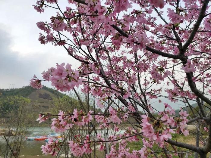 云赏花 | 花开正好时，莫负一年好时光，一起到瑞山云赏花吧！