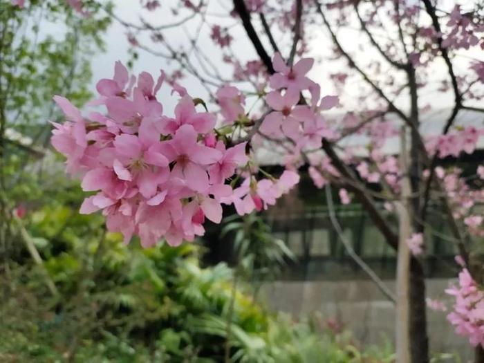 云赏花 | 花开正好时，莫负一年好时光，一起到瑞山云赏花吧！