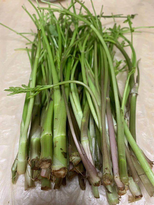 水芹菜。受访者供图