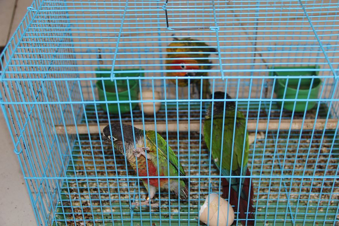 涉案鹦鹉。森林公安供图