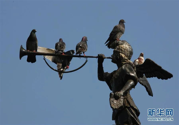 ▲秘鲁首都利马老城停在铜像上的鸽子（新华社记者 龚兵 摄）