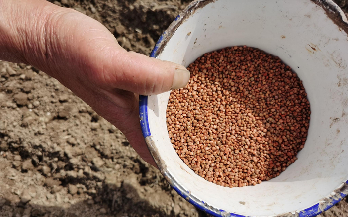 种籽随时都要买，先凑合着种。新京报记者 王颖 摄