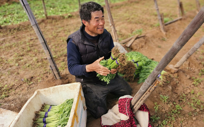 侯春风夫妻开始了一天的劳作。新京报记者 王颖 摄