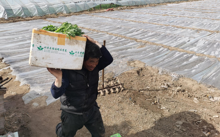 侯春风把收好的菜从大棚里拿出来。新京报记者 王颖 摄