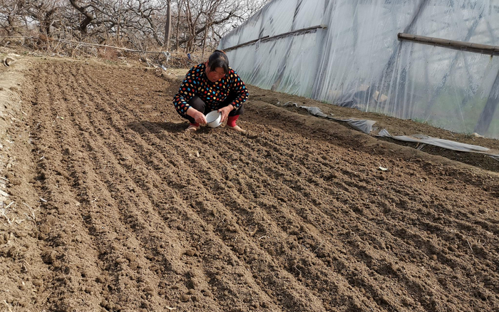 杨秀莲在种菠菜。新京报记者 王颖 摄