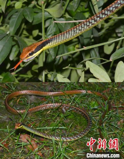     图为沃氏过树蛇生活时照片。中国科学院东南亚生物多样性研究中心供图