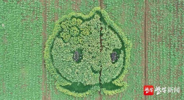 还未到成熟花期的“水蜜桃”。省农科院供图