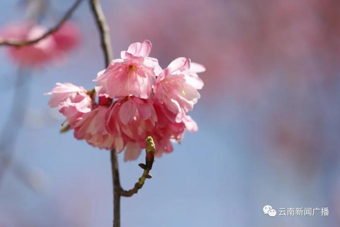 给你一张来自云南的春天明信片