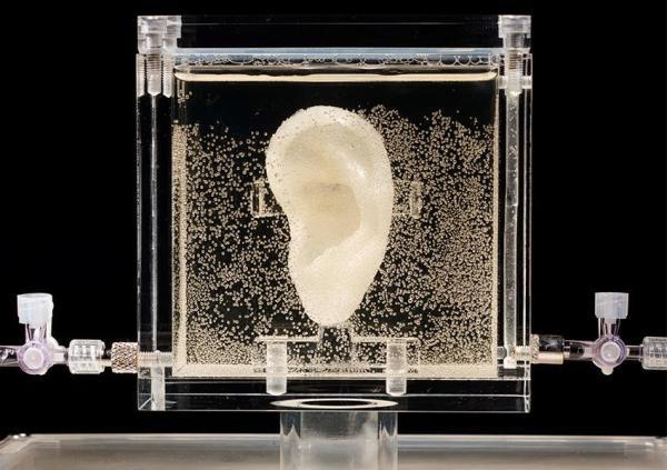 迪姆特·斯特雷贝通过提取梵高后代的DNA，重现了梵高的左耳。 © 森美术馆