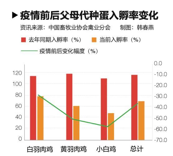 疫情“黑天鹅”袭击养鸡业：下半年的吃鸡难题