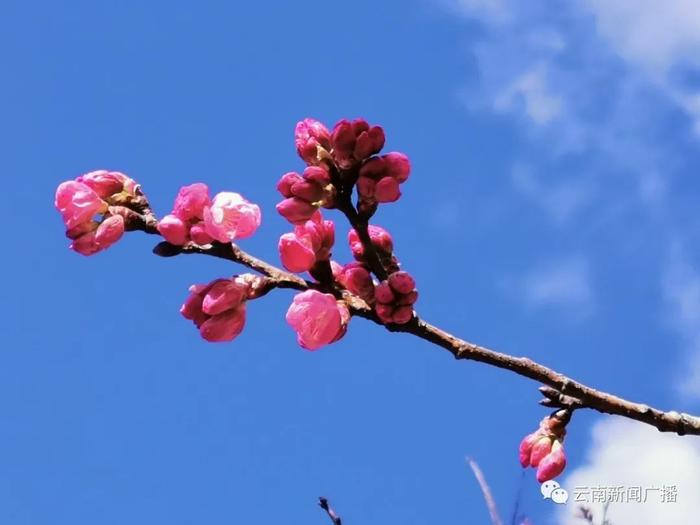 给你一张来自云南的春天明信片