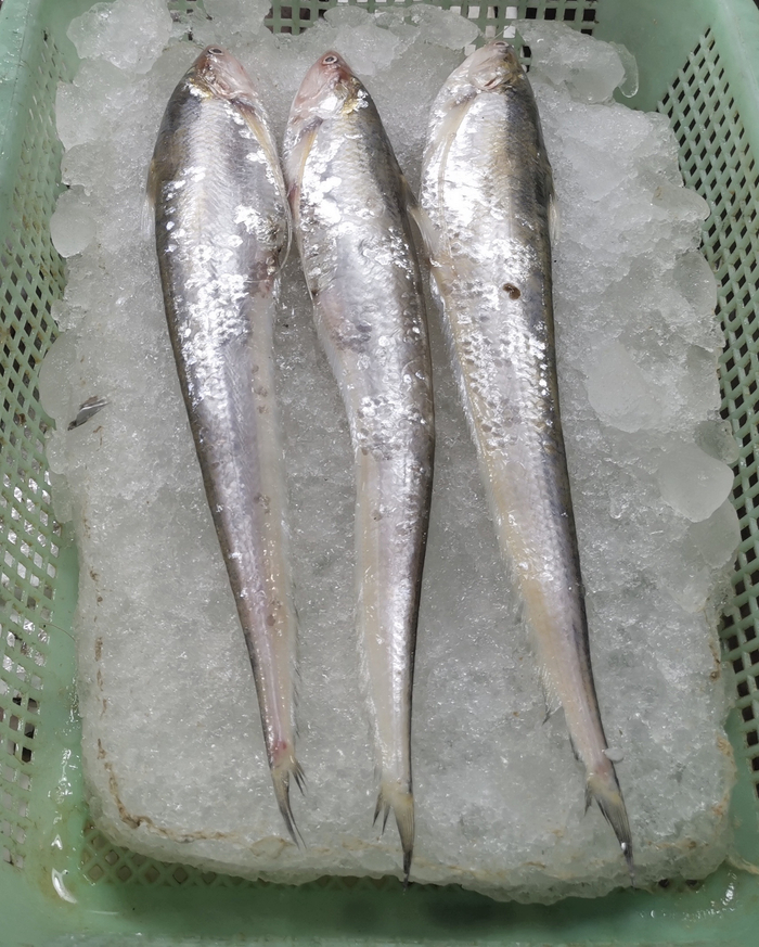 前几天去菜场，我就见到三条狭细银闪闪的刀鱼 沈寅 图