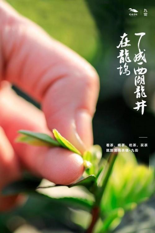 手工炒茶、云端品茶，这个直播有“味道”