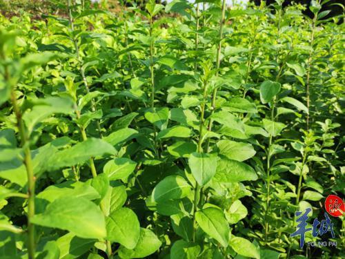 东莞一农户种植枸杞叶迎来首个采收期