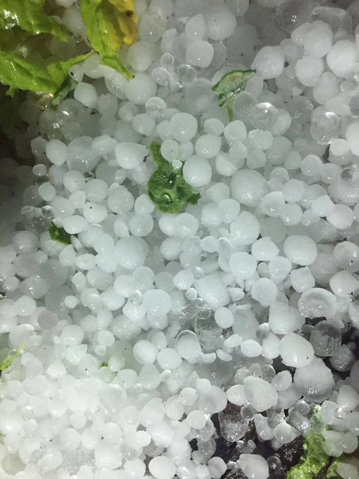 村民菜地里的冰雹。受访者供图