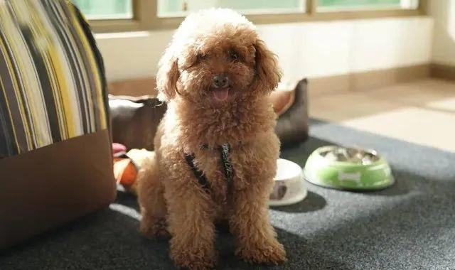 泰迪阿尔法。    图片来自网络