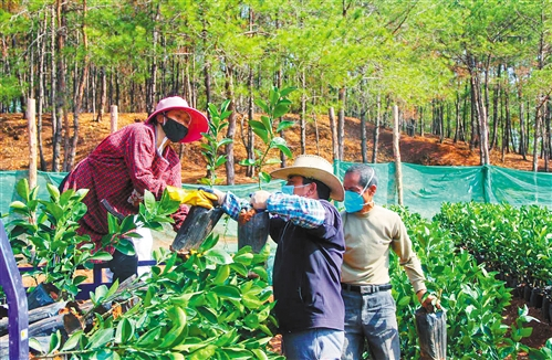 　　在广东南雄市油山镇的千亩脐橙基地，果农正忙着移植脐橙幼苗。 赖信英摄