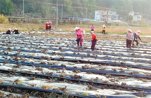 　　广东仁化县长江镇香芋产业扶贫基地正在开展春耕。 钟文君摄