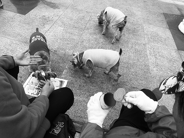 小区里的狗。南音 图