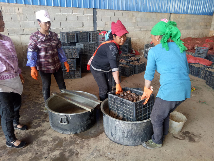 村民正在清洗魔芋种子。受访者供图