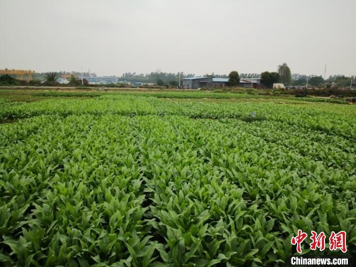 广州多措施推进节水 提高人均本地水资源量