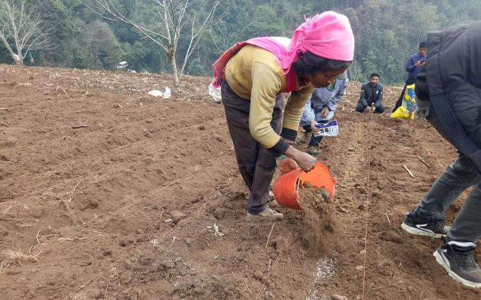村民正在栽种魔芋种子。受访者供图