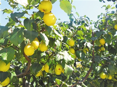 密云区荆子峪小流域，红香酥梨挂满枝头。北京市水土保持工作总站供图