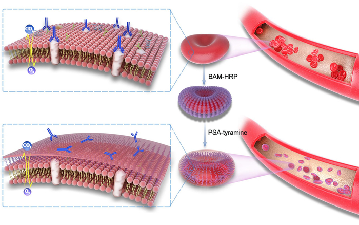 “通用熊猫血”的人工制备过程示意图。受访者供图