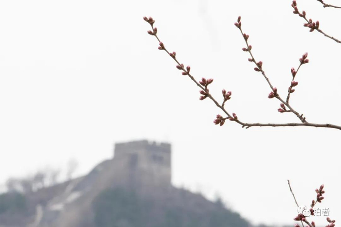△&nbsp;长城两侧花朵含苞待放。摄影/新京报记者李凯祥