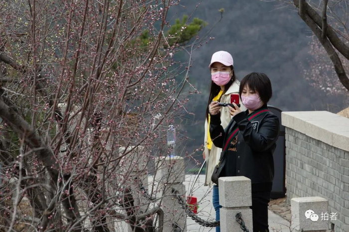 △&nbsp;戴口罩的游客拍摄长城春花。摄影/新京报记者李凯祥