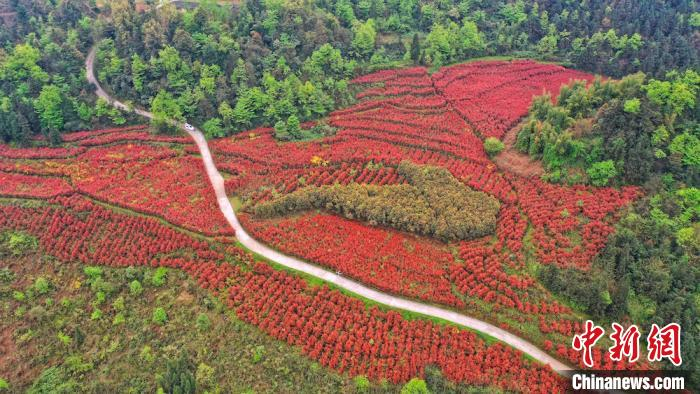 红叶石楠如红色海洋。　李骁 摄