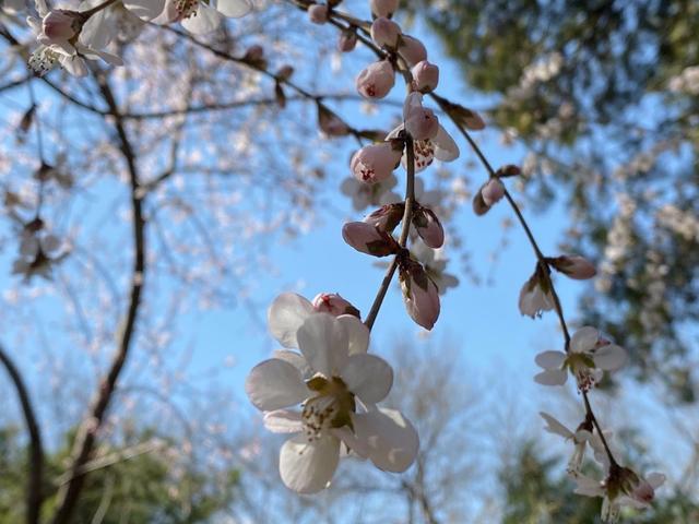 3月24日·北京要闻及抗击肺炎快报