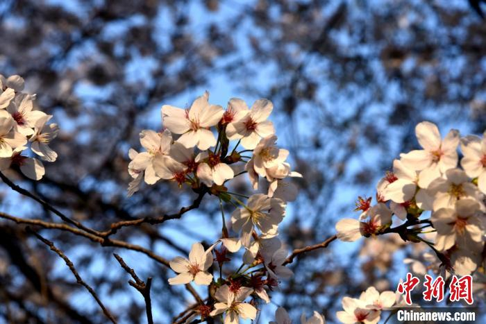 樱花竞相盛开。　朱志庚 摄