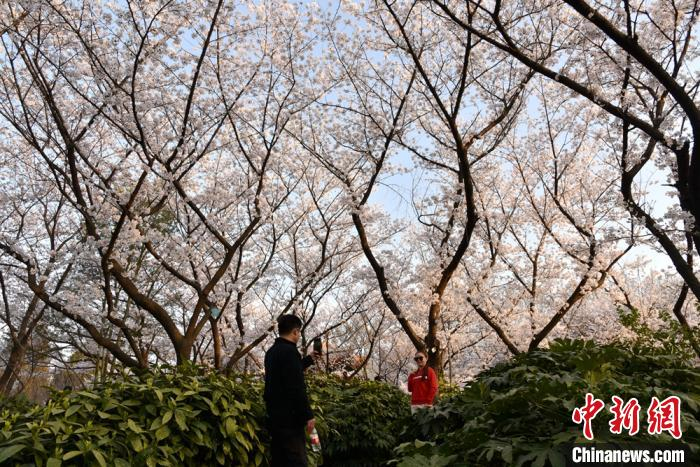 游客在花海中拍照留念。　朱志庚 摄