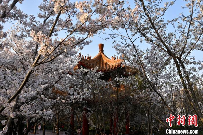 隐在花海之中的赏樱亭。　朱志庚 摄