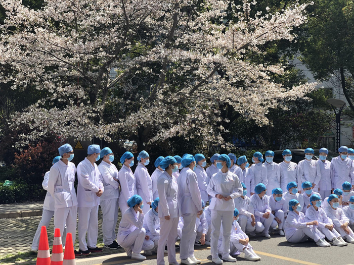 院内的樱花树盛开，医护拍照留恋