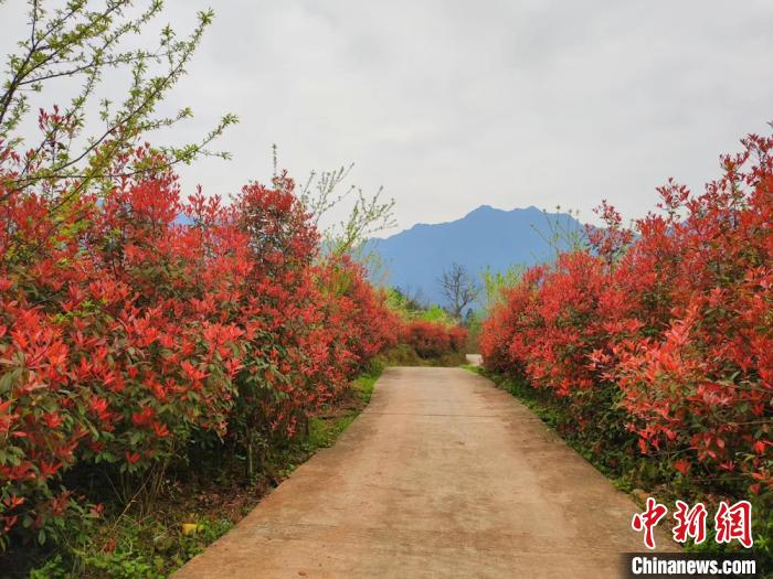     红叶石楠如油画一般。　李骁　摄