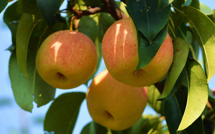 外形润如红玉，吃起来香甜多汁，肉质细嫩的佛见喜梨。受访者供图