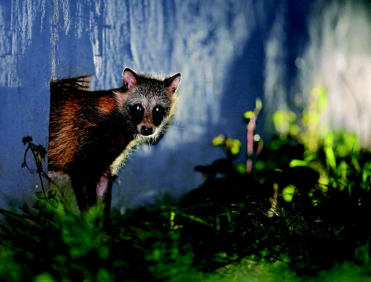 复旦大学研究员王放在上海拍摄到的貉。白天它们在居民楼的通风口和废弃的下水道里休息，夜晚则在小区里觅食。