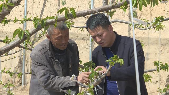 瓦窑堡街道下冯家庄村：大棚樱桃开出致富花