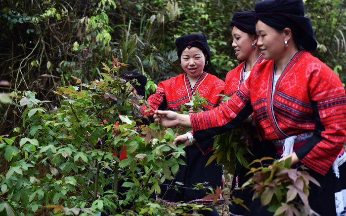 广西龙胜各族自治县江底乡建新村，村民制作五色糯米饭。吴生斌  摄