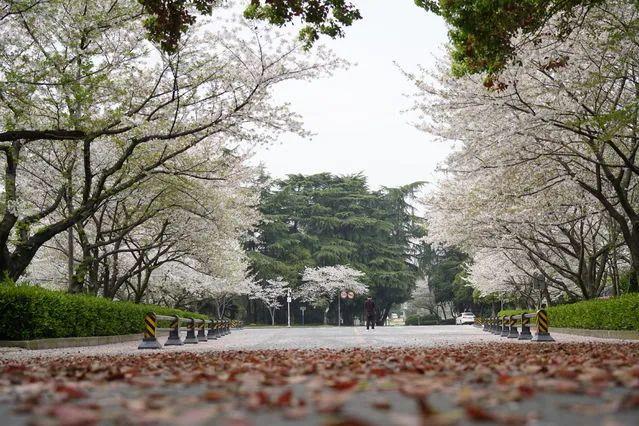 3月24日，武汉大学校园内，道路两旁的樱花盛开。中青报·中青网记者 杨海/摄