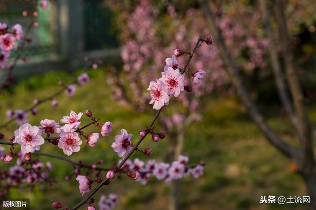 俗话说“二月二，龙抬头；三月三，生轩辕”，三月三都有哪些习俗