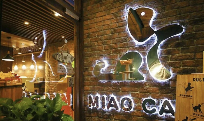 “喵café·猫咪咖啡馆” 受访者供图