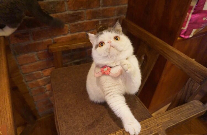 ”喵café·猫咪咖啡馆”里的猫咪 受访者供图