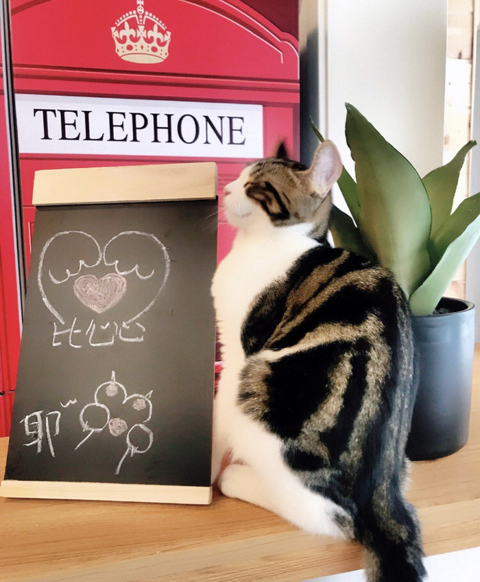“与猫猫咖”店里的猫咪 受访者供图