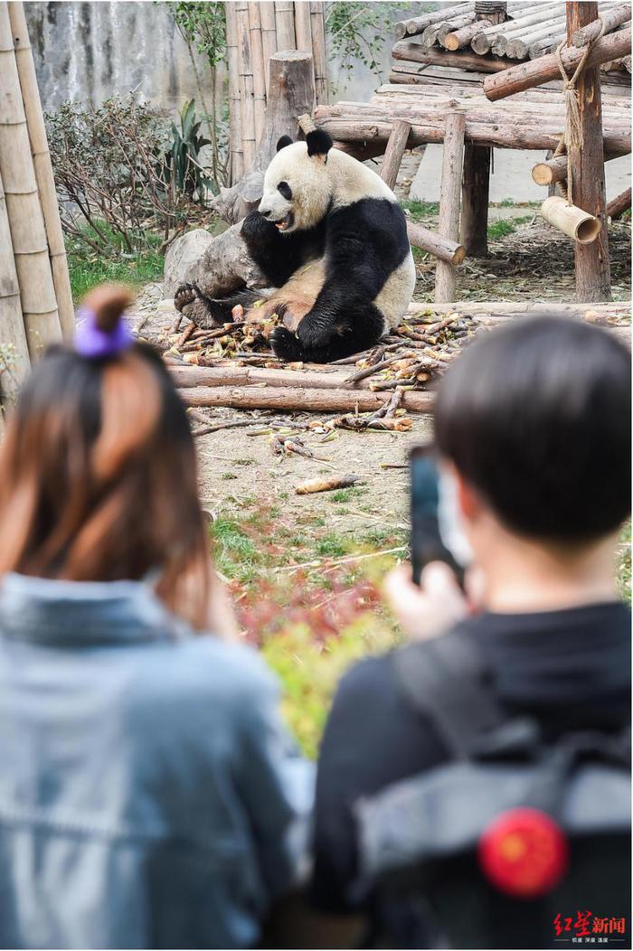 33年来首次闭园两个月，成都熊猫基地的“滚滚”们还好吗？